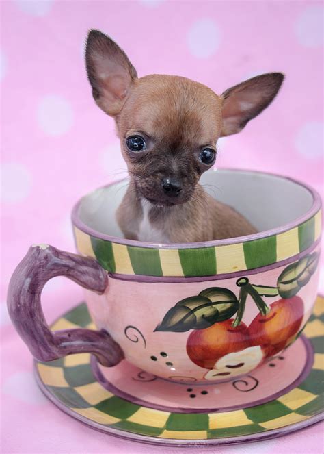 Our teacup are guaranteed to melt your heart with their furry faces, zesty energy, and vibrant personalities. Teacup Chihuahua Puppies Available in South Florida | Teacups, Puppies & Boutique