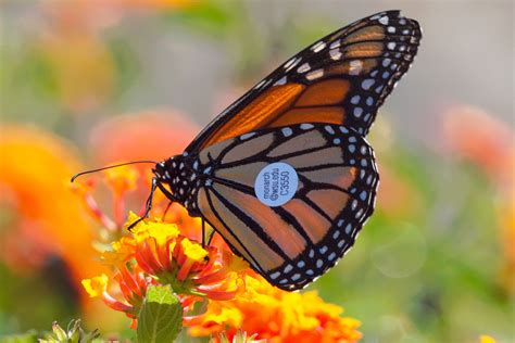 Monarchs Ride West Coast Winds Proof Of Butterfly Migration Wsu Insider