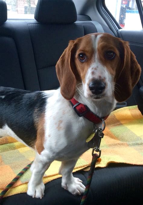 Intelligent, loyal, playful and social: My dog: Lucy the beagle/basset hound | Hound dog, Basset hound mix, I love dogs