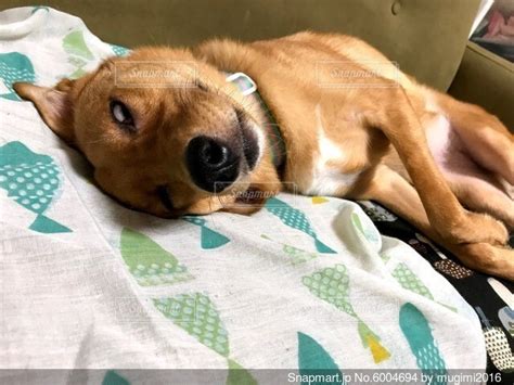 飼い主のベットでくつろぐ犬の写真・画像素材 6004694 Snapmart（スナップマート）