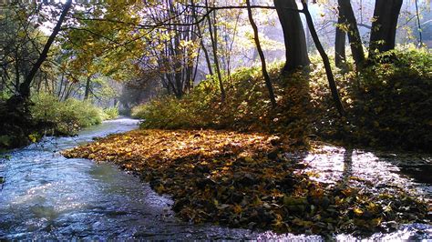 Free Images Landscape Tree Nature Forest Creek Wilderness Trail