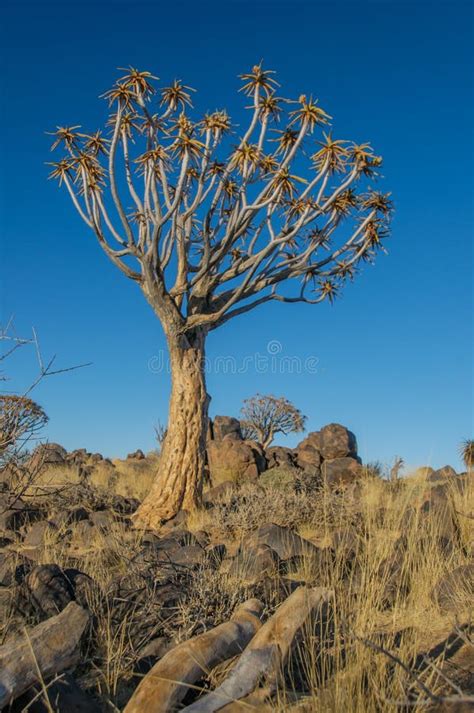 African Landscapes Quiver Tree Forest Namibia Stock Image Image Of