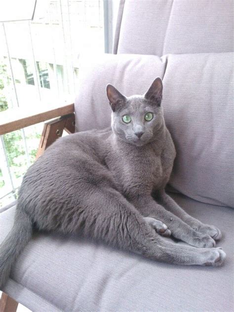 Russian Blue Russian Blue Cats Grey Cats