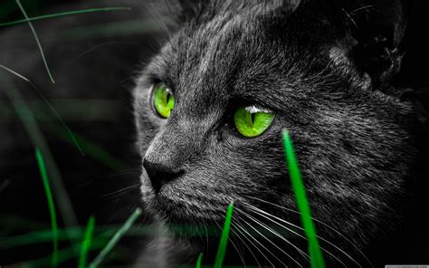 Awesome ultra hd wallpaper for desktop, iphone, pc, laptop, smartphone, android phone (samsung set as monitor screen display background wallpaper or just save it to your photo, image, picture gallery album collection. Cat 4K Wallpapers - Top Free Cat 4K Backgrounds ...