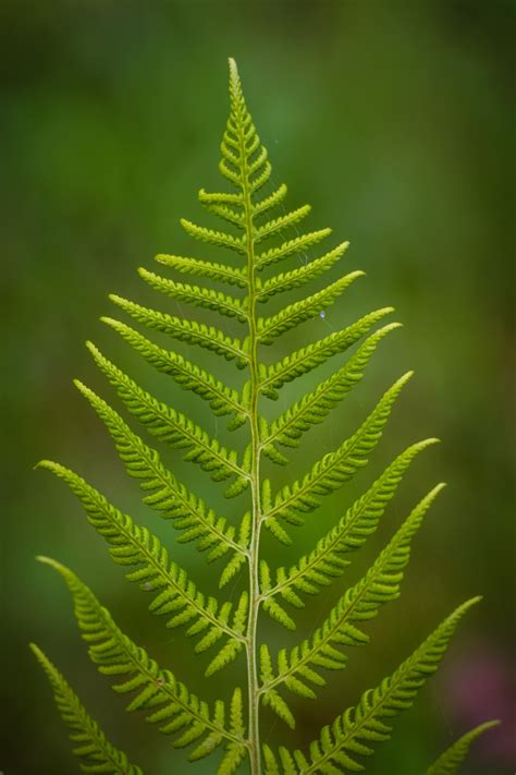 图片素材 性质 科 厂 花 绿色 植物学 光合作用 冷杉 植物群 树叶 云杉 宏观摄影 裸子植物 植物茎 陆地