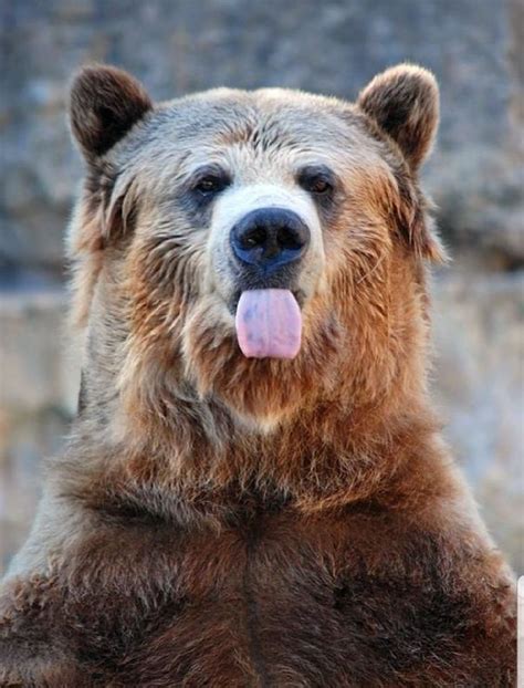 Pin By Darla Mezei On Bears Wild Animals Pictures Funny Wild Animals