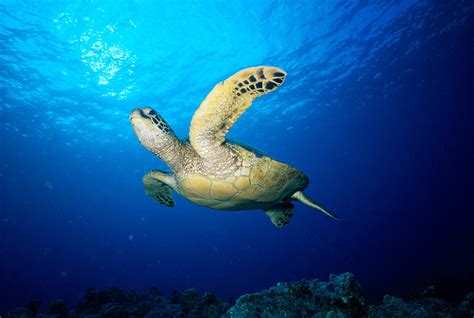 Hawaii Green Sea Turtle By Ed Robinson Printscapes