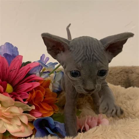 Find the perfect puppy for sale in denver, colorado at next day pets. Sphynx Kittens For Sale Florida Craigslist