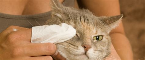 Kitty Pink Eye How To Treat Your Cats Conjunctivitis