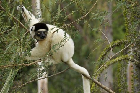 The Unique Characteristics Of Lemurs My Animals
