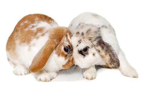 Perché I Conigli Battono Le Zampe Posteriori