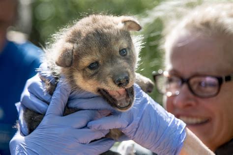 How The Endangered Wolf Center In St Louis Just Made History