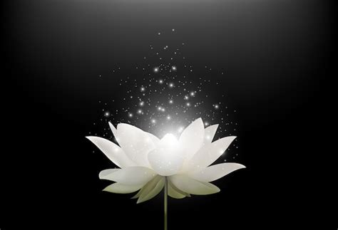Premium Vector Magic White Lotus Flower On Black Background