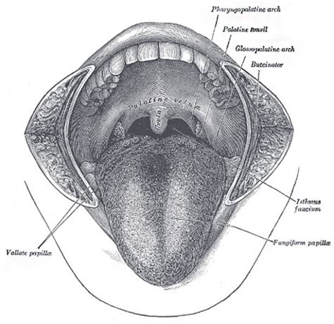 Bgdb Face And Ear Postnatal Embryology