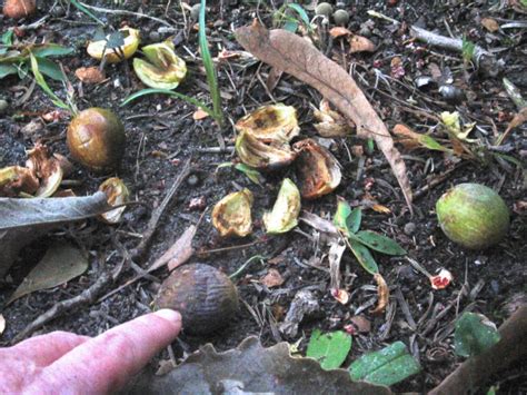 Do be aware that some of the. Torreya taxifolia Clinton NC and Mt. Olive NC