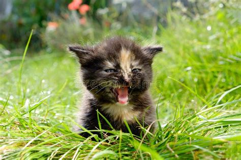 Adorable Meowing Tabby Kitten Outdoors Stock Image Image Of Outdoor