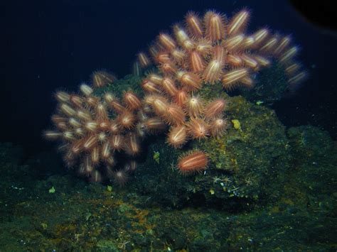 The Echinoblog What And How Do Sea Urchins Eat Sea Urchin Feeding Roundup
