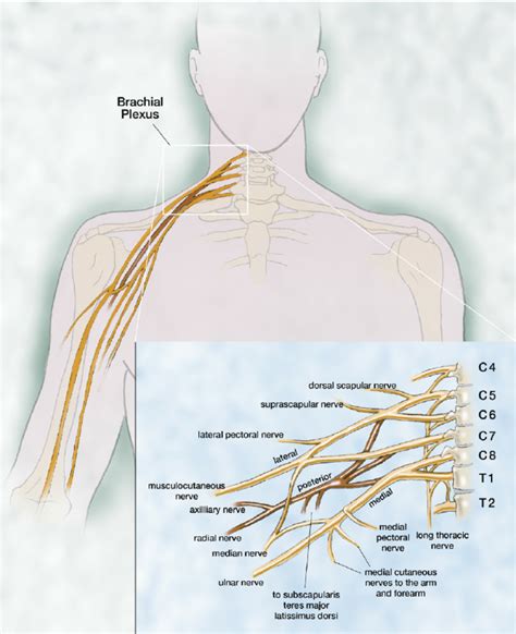 Anatomy Of The Brachial Plexus Download Scientific Diagram