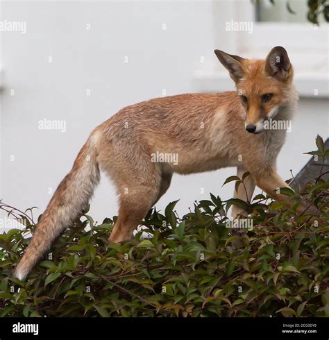 Sly Fox Hi Res Stock Photography And Images Alamy