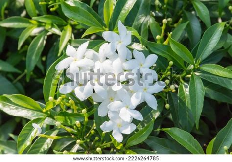 Beautiful Dwarf Pinwheel Jasmine Tabernaemontana Divaricata Stock Photo