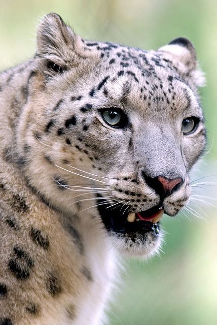 Funny Wildlife Snow Leopard By Ghazghul On Flickr Marwell Zoo