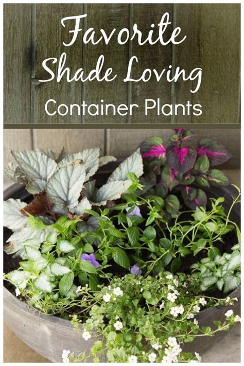 Shade Loving Plants Favorite Picks For My Front Porch Container