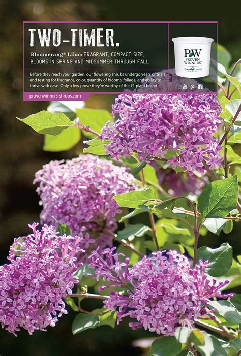 There are numerous flowers that bloom in may. Proven Winners - Flowering Shrubs - Proven Winners ...