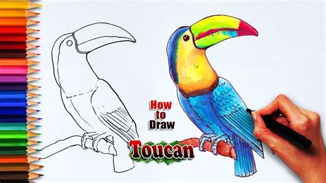 How To Draw Toucan Bird Toucan Bird Drawing Easy Drawing For Kids