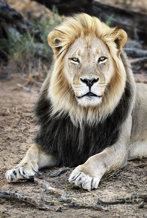 black maned lion portrait close up photograph by etienne outram