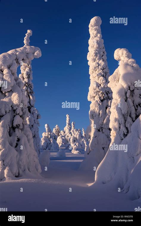 Snow And Ice Covered Coniferous Trees In Lapland Finland Stock Photo