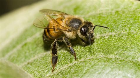 The main reason for this is because the wasps are after the honey or protein (the brood). 7 Bugs That Can Kill You | House Life Today