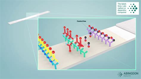See How A Lateral Flow Immunoassay Works Youtube