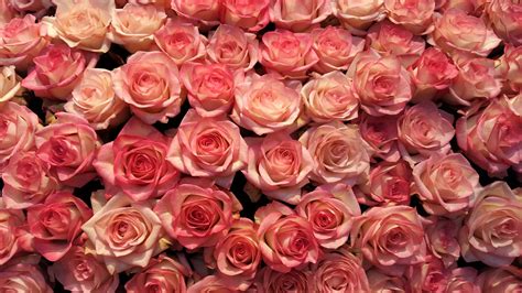 Download 2048x1152 Wallpaper Pink Roses Decorations Flowers Dual