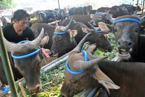 Ketua umum komunitas sapi indonesia (ksi) pusat, budiyono, mengatakan lonjakan harga sapi sebetulnya sudah terjadi sejak awal ramadan lalu. Sapi Kurban Bandung Sempat Mengamuk dan Hampir Serang ...