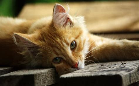 ✓ free for commercial use ✓ high quality images. HD Orange Tabby Wallpaper | Download Free - 105299
