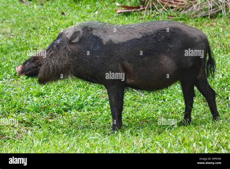Bearded Pig Sus Barbatus Bako National Park Sarawak Borneo