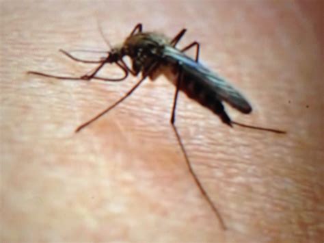 Mosquito Facts Mosquitorators