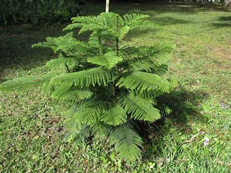 If you move your plant outdoors for the summer, keep caring for norfolk pine tree. Norfolk Island Pine Makes Decorative Holiday Tree | What ...