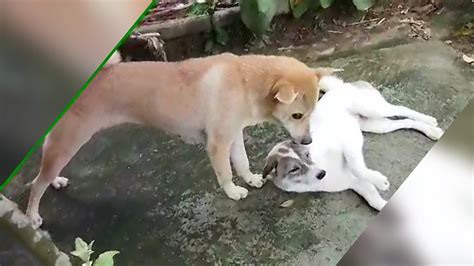 Unleashing Joy Experience the Playful and Relaxing Moments with Dogs