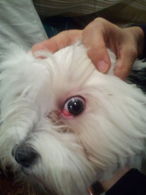 Shih Tzu Eye Problems Red