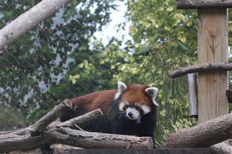 Red Panda On The Move Zoochat