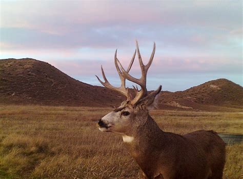 Mule deer hunting in Nebraska