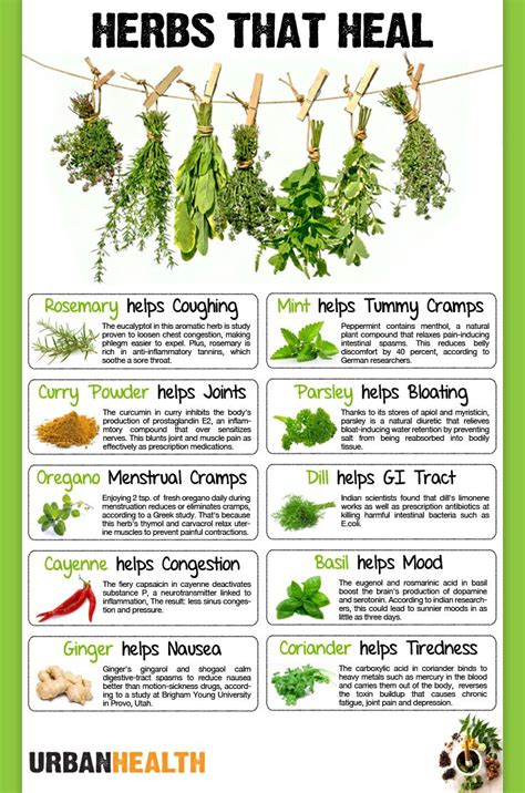Its All Right Here Herbs That Heal Herbs Natural Healing Foods