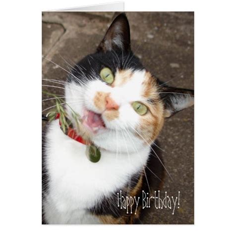 Browse all 223 cards » rated: singing tabby, Happy Birthday! Greeting Cards | Zazzle