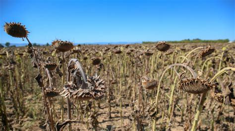 Agriculture La Sécheresse Menace Une Grande Partie Du Territoire