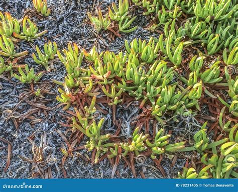 Wild Califronia Succulents Plants Stock Image Image Of Macro Floral