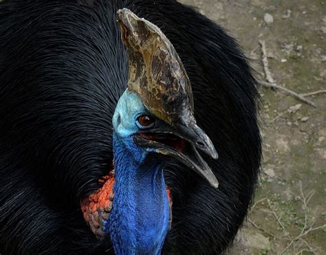 Exotic Dangerous Bird Kills Owner In Florida New Straits Times