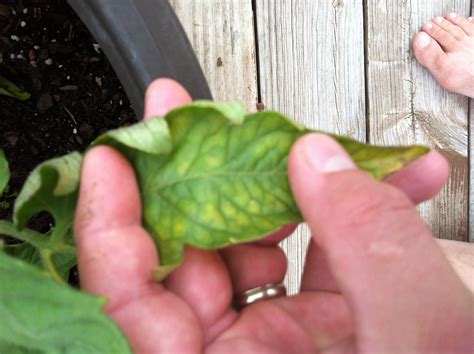 Curling leaves on a pepper plant. Tomato | Curling tomato plant leaves
