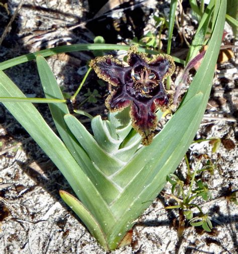 Monito compares 6 options available for sending money from south africa to australia. STARFISH LILY (Ferraria crispa) native to South Africa ...