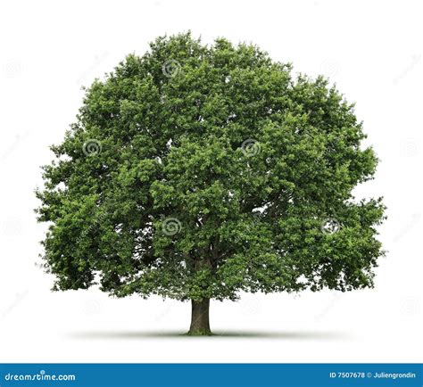 Oak Tree Royalty Free Stock Photos Image 7507678